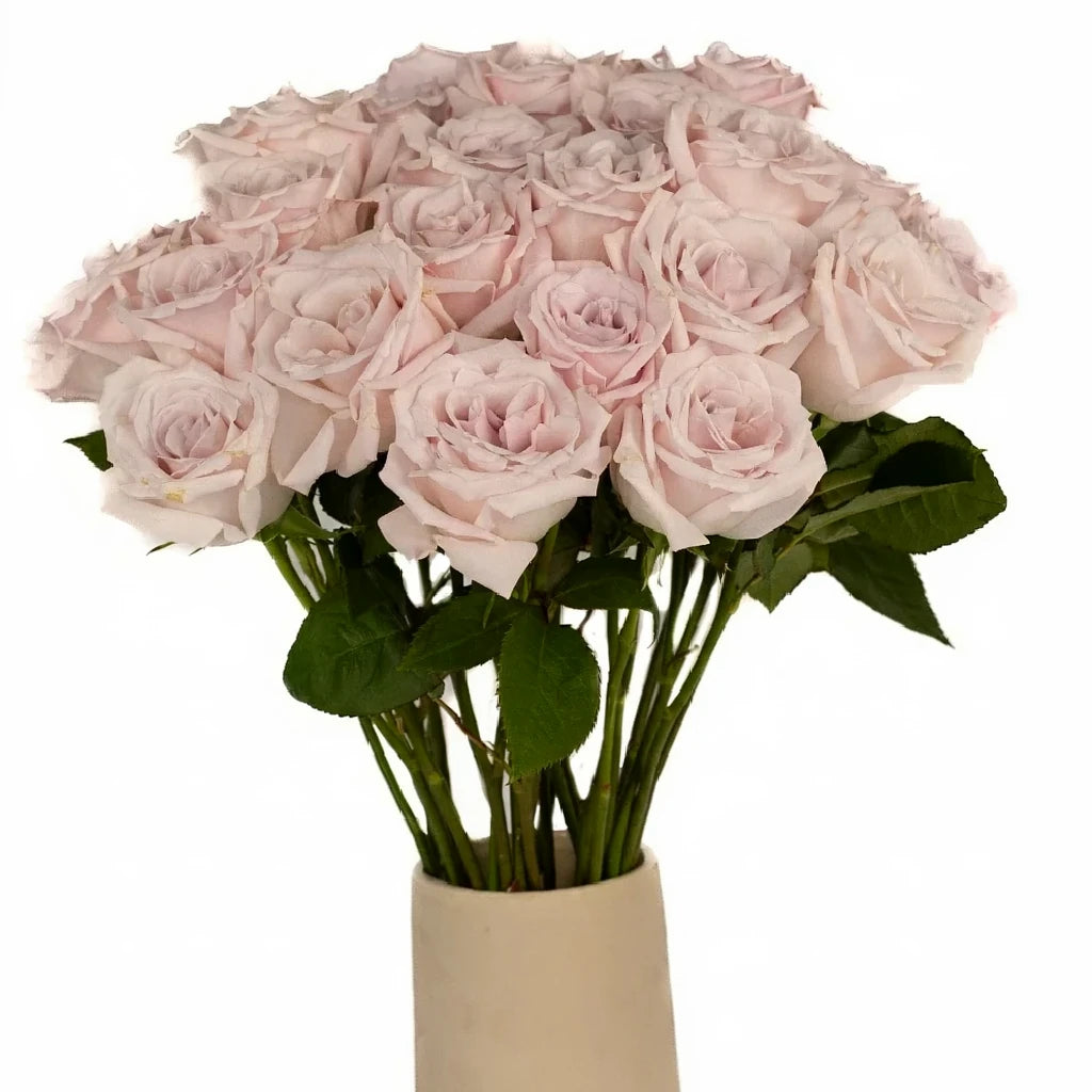 Light Pink Roses Standard - alternative 1