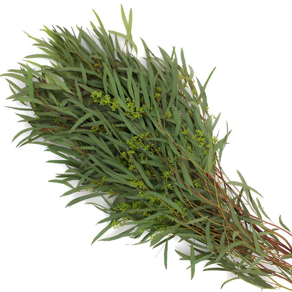 Eucalyptus Willow Seeded Greenery - main