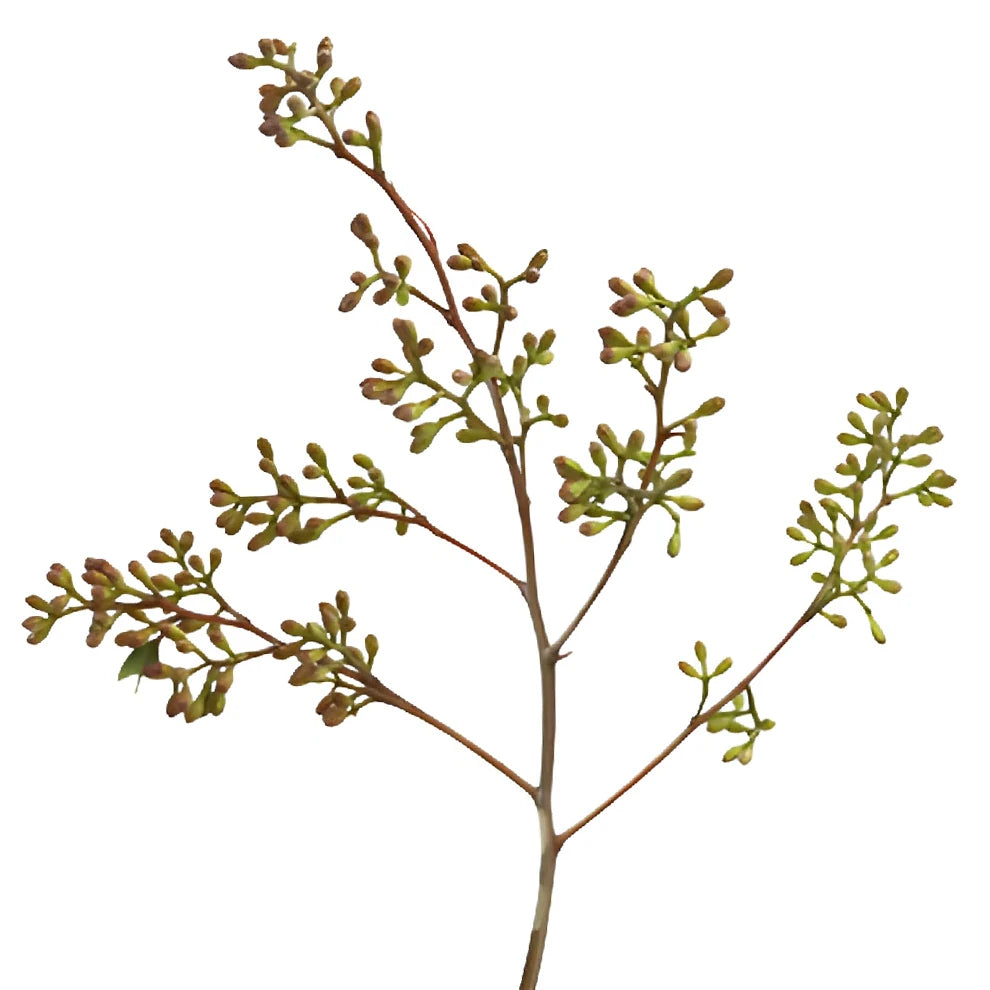 Naked Seeded Eucalyptus Greenery - alternative 2