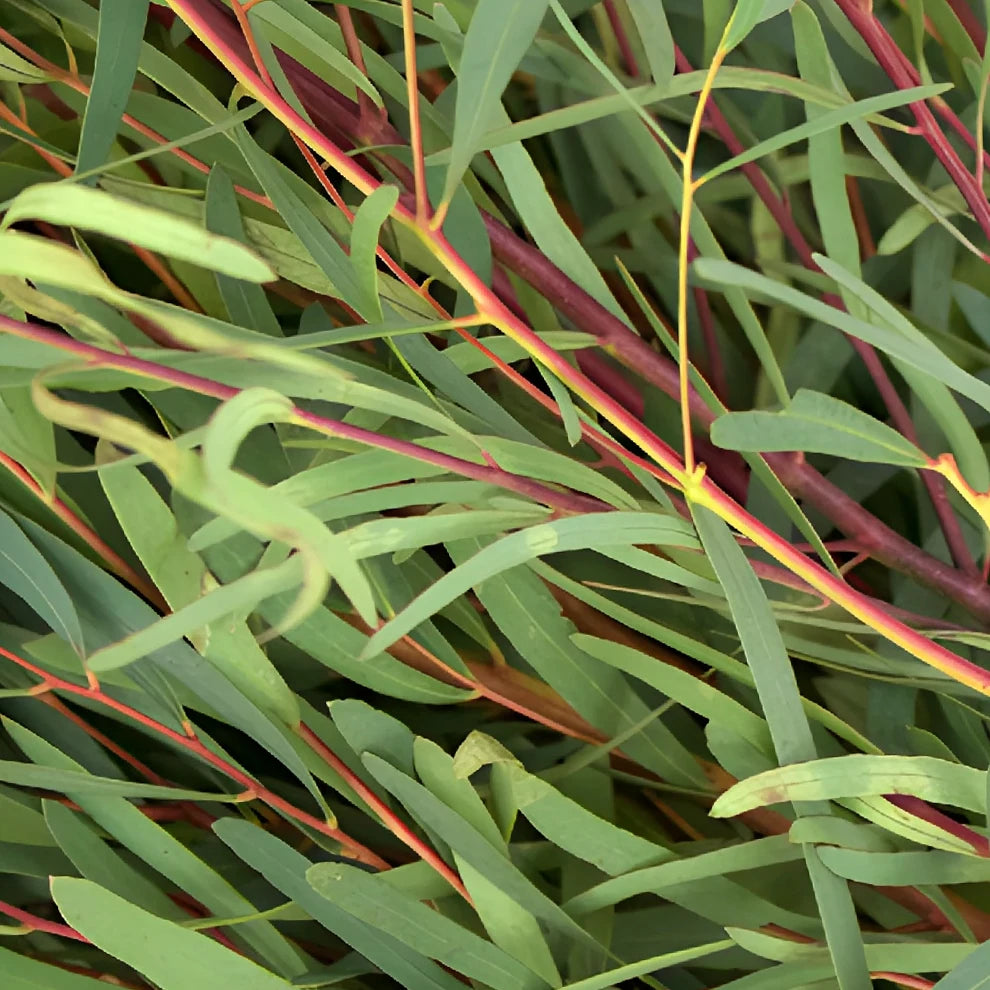 Eucalyptus Nicholi Greenery - alternative 1