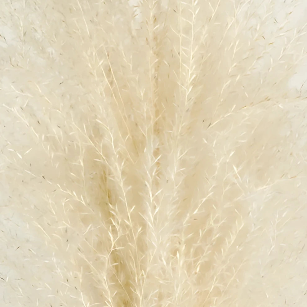 Eulalia Dried - Natural - alternative 1