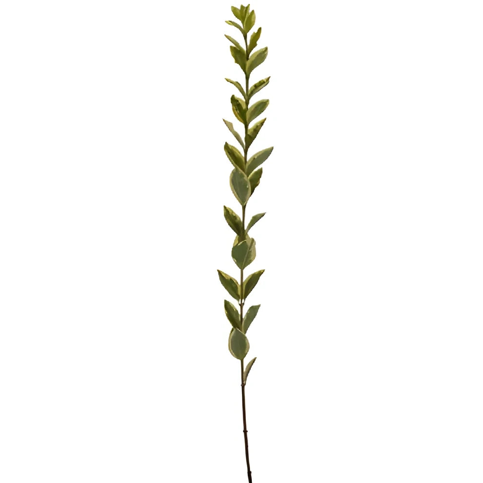 Euonymus Greenery - alternative 3