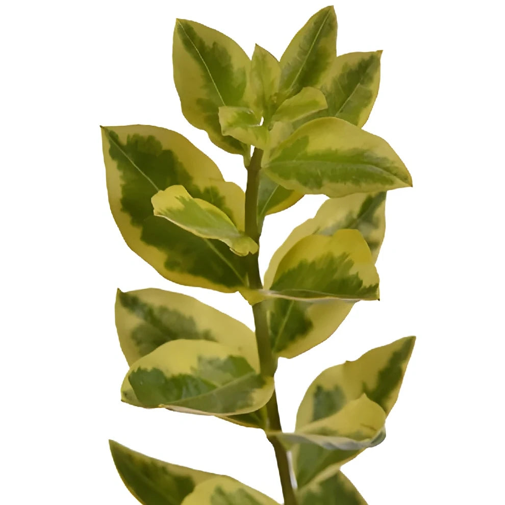 Euonymus Greenery - alternative 2