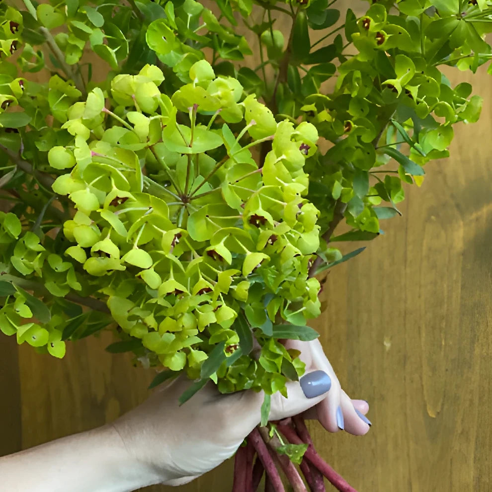 Euphorbia Dog Eye Greenery - alternative 3