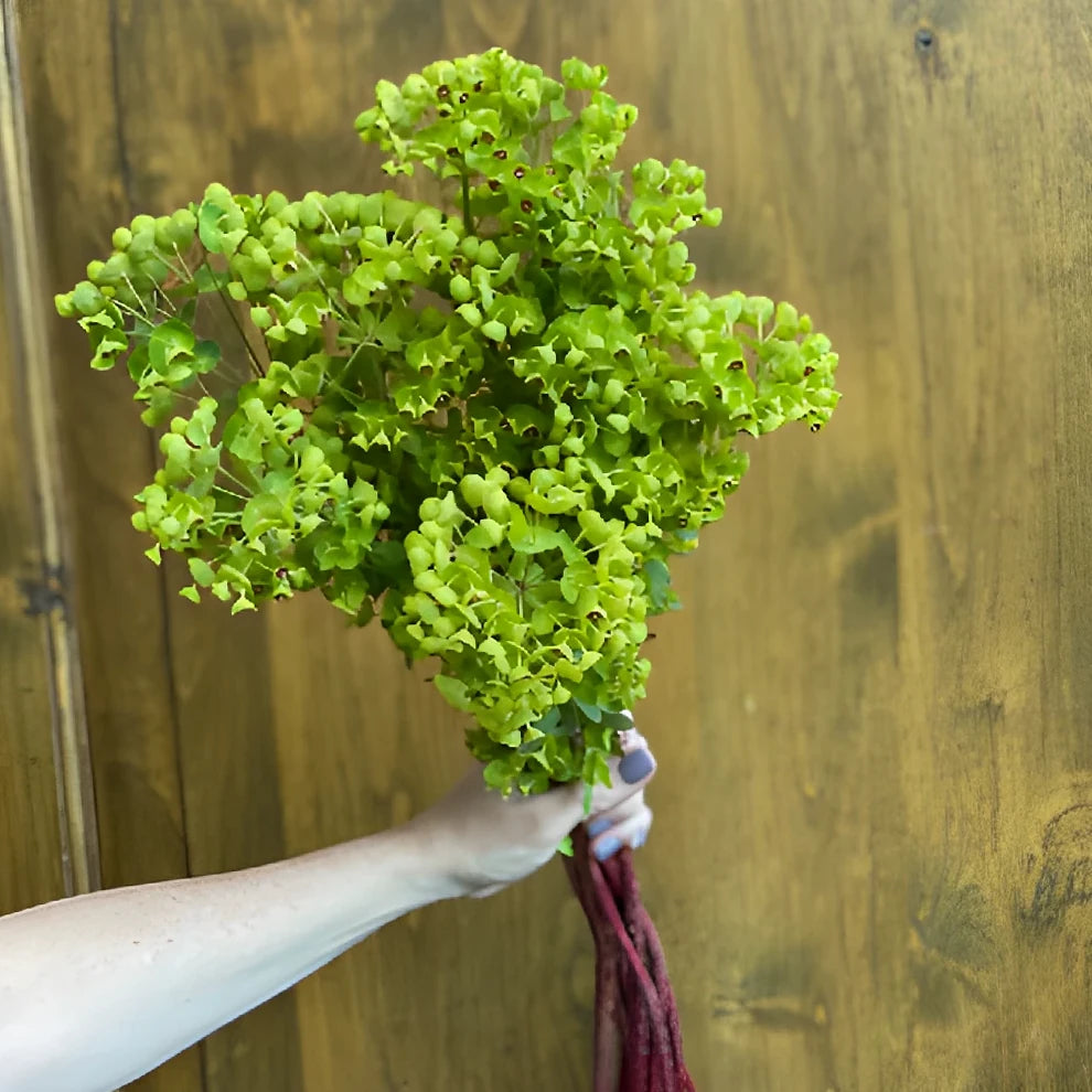 Euphorbia Dog Eye Greenery - alternative 2