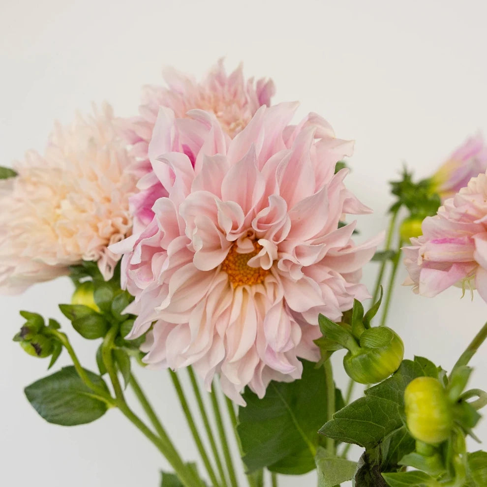 Cafe au Lait Dahlias - main