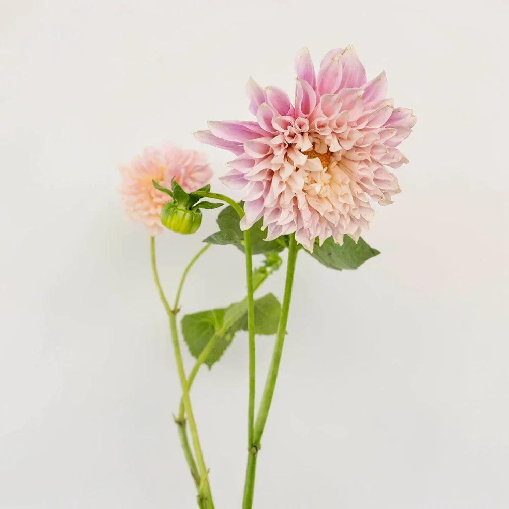 Cafe au Lait Dahlias - alternative 2