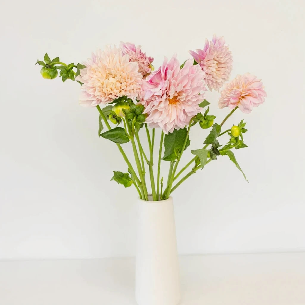 Cafe au Lait Dahlias - alternative 1