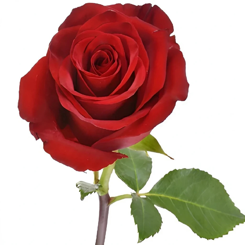 Explorer Roses Standard - alternative 3