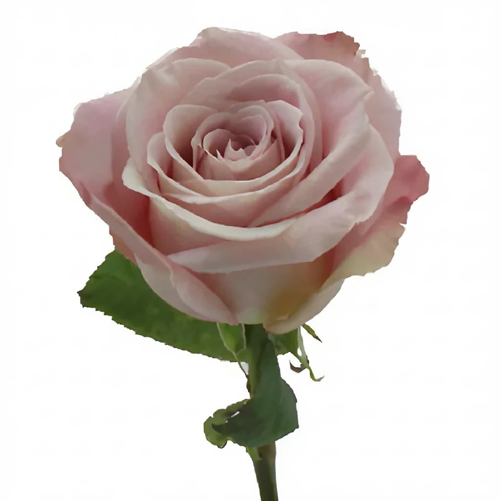 Faith Roses Standard - alternative 4