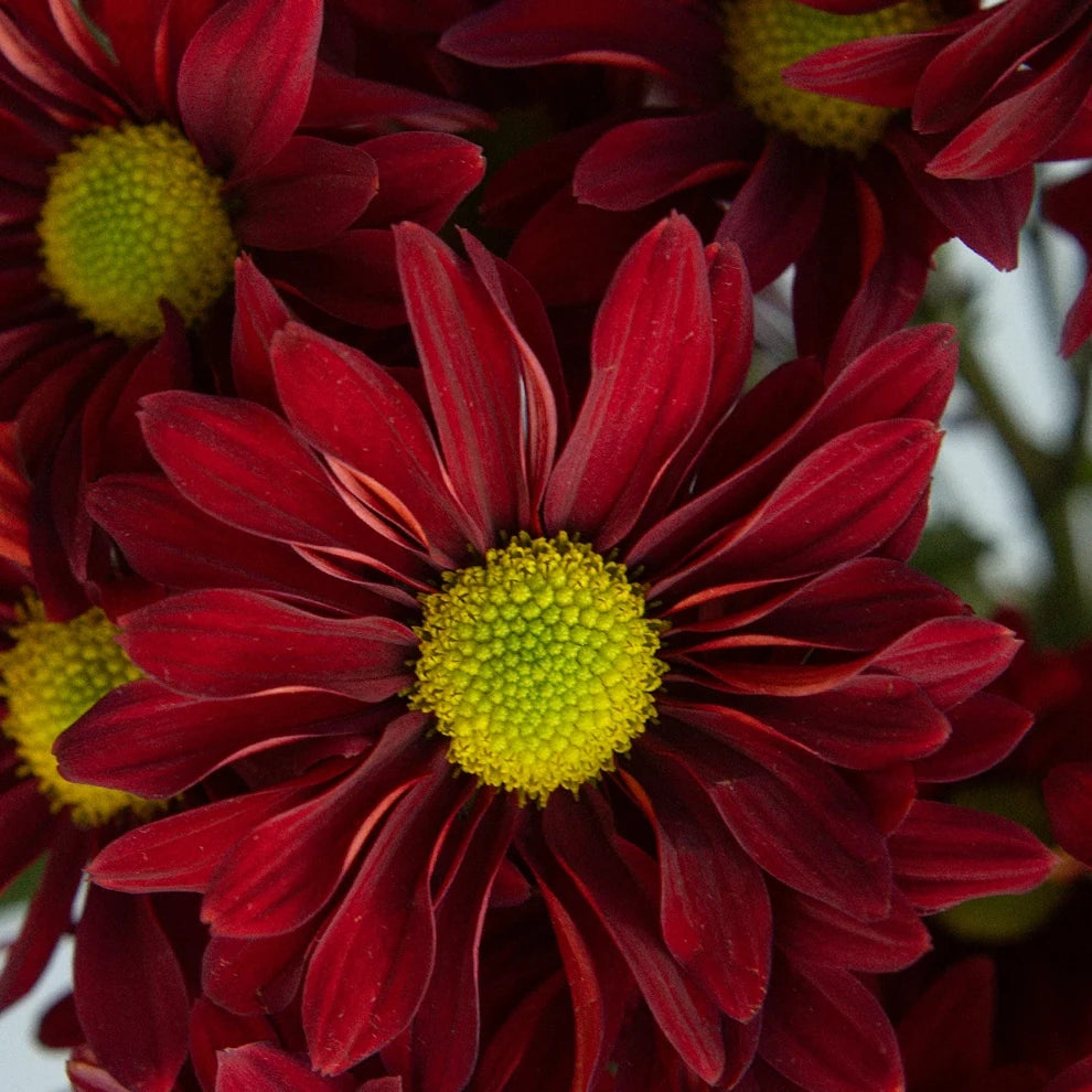 Red Pom Daisy - alternative 1