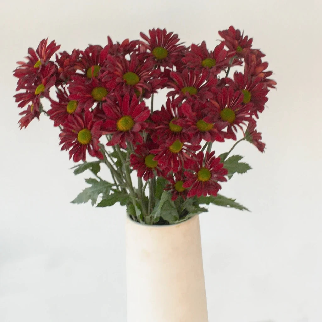 Red Pom Daisy - main