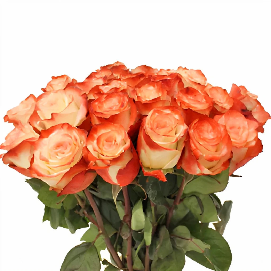 Farfalla Roses Standard - alternative 2