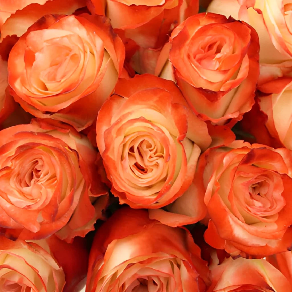 Farfalla Roses Standard - alternative 3