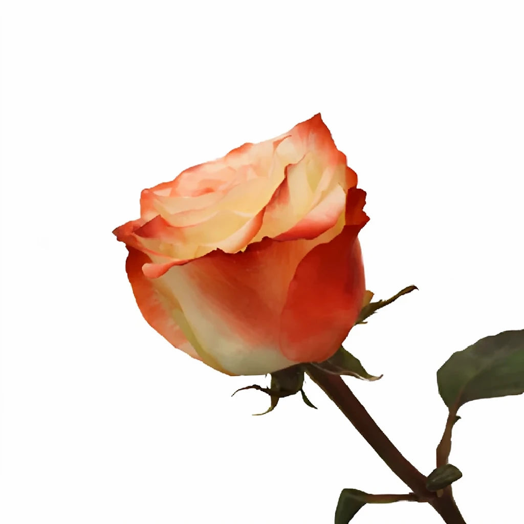 Farfalla Roses Standard - alternative 1
