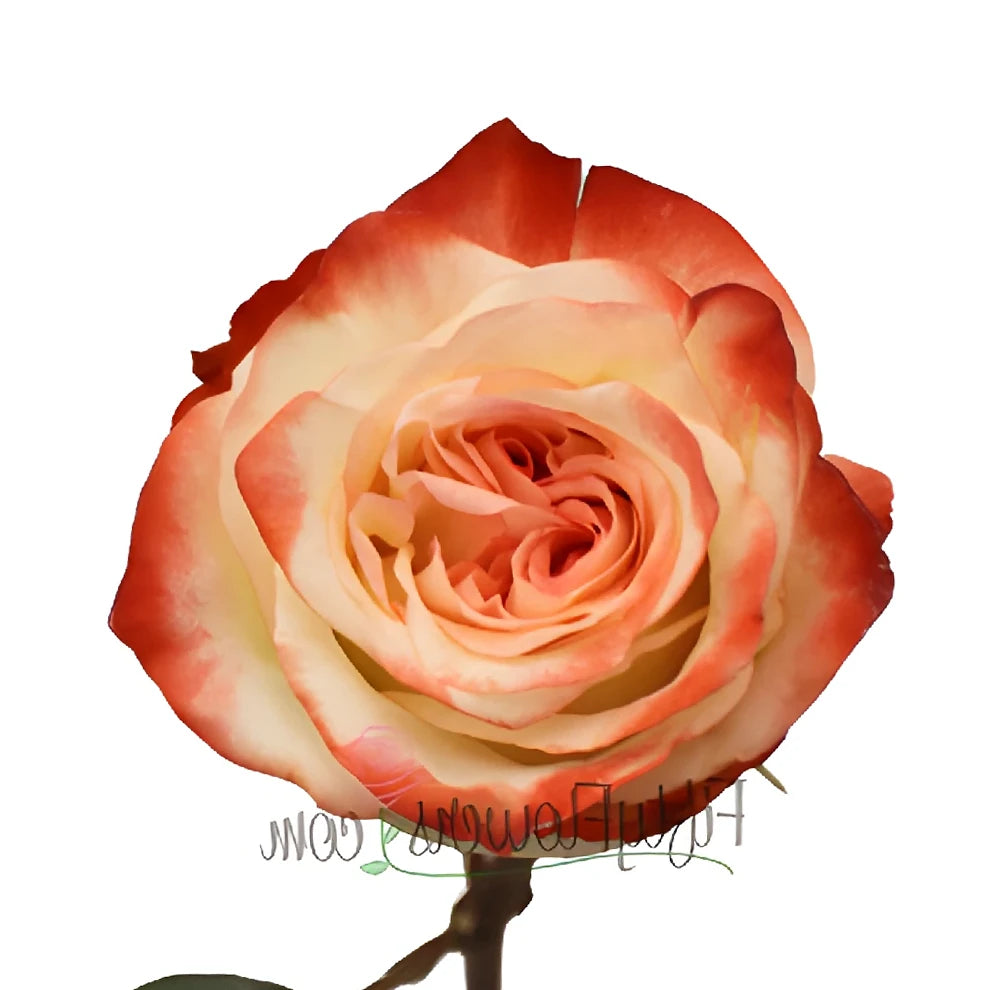 Farfalla Roses Standard - main