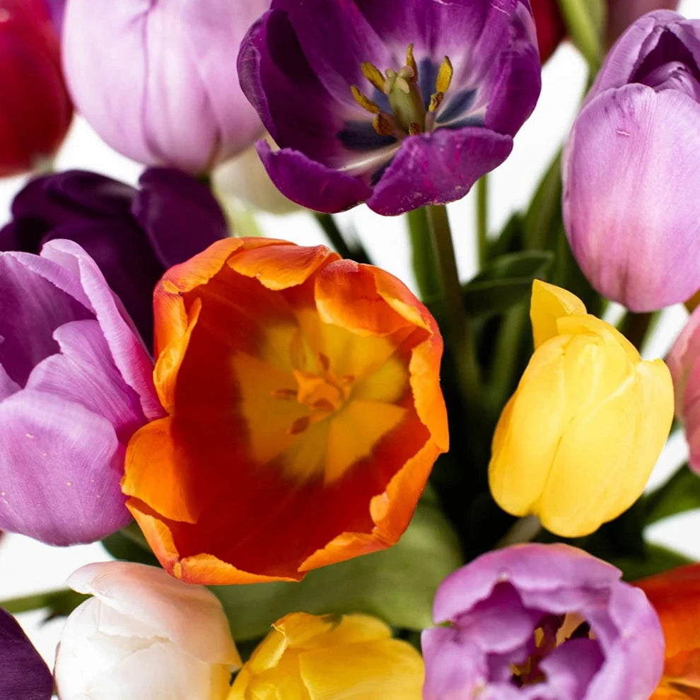 Assorted Tulips Standard - main