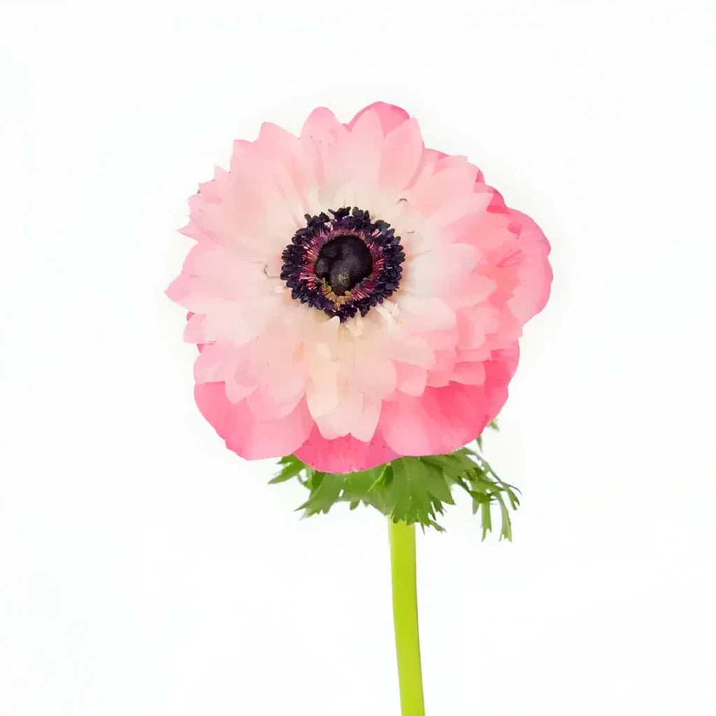 Rosa Chiaro Anemones - alternative 2