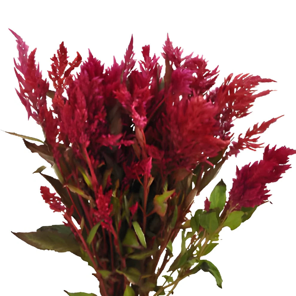Burgundy Celosia Feather - main