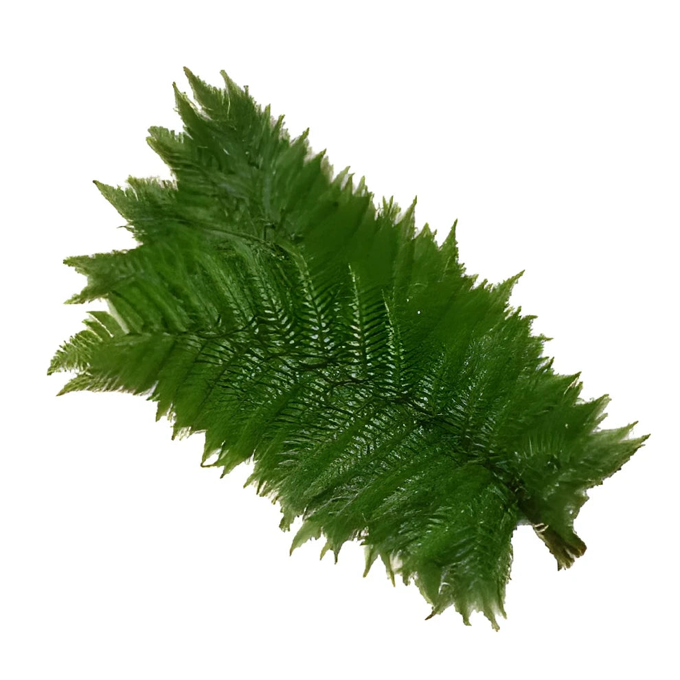 Feather Fern Greenery - main