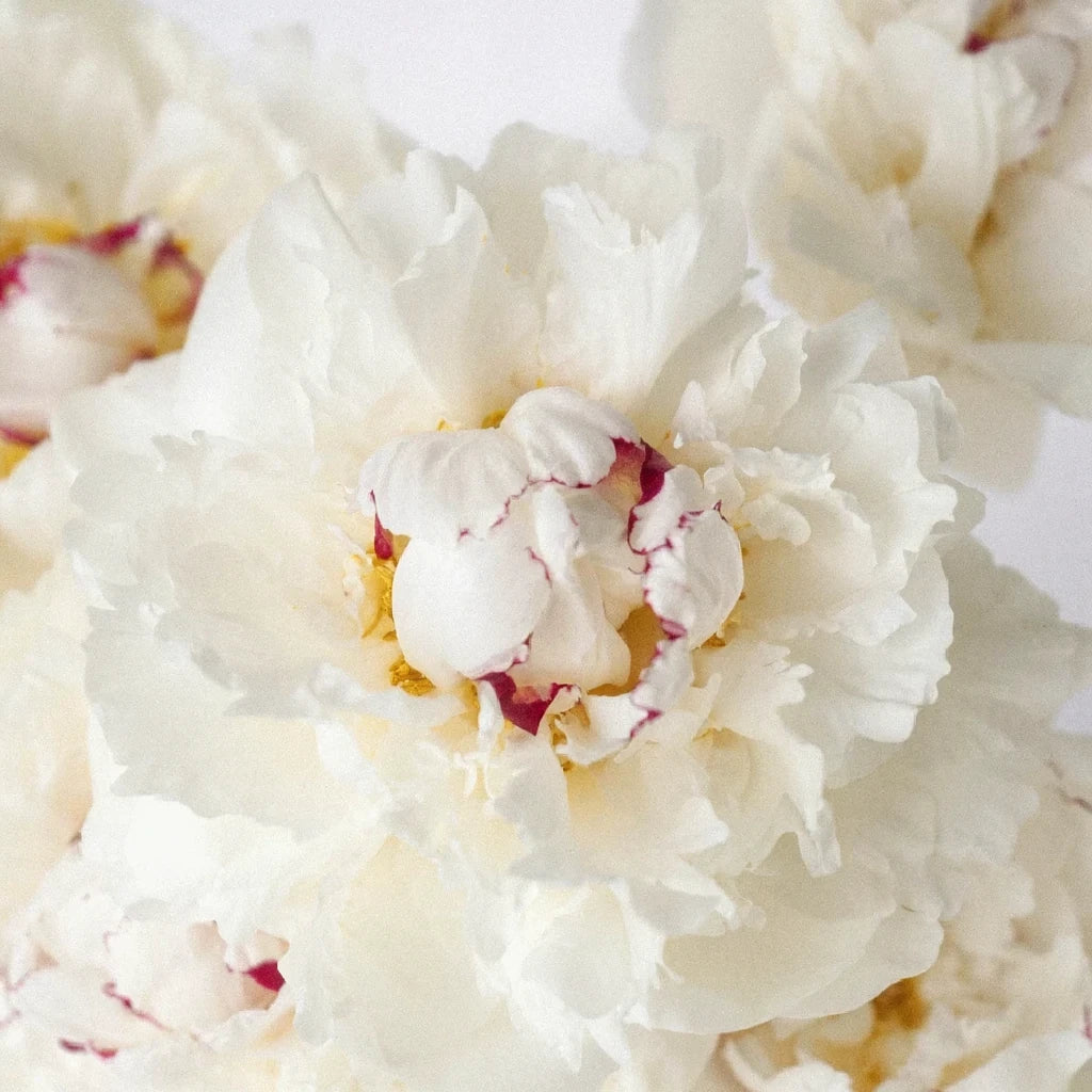 Festiva Maxima Peonies - alternative 2