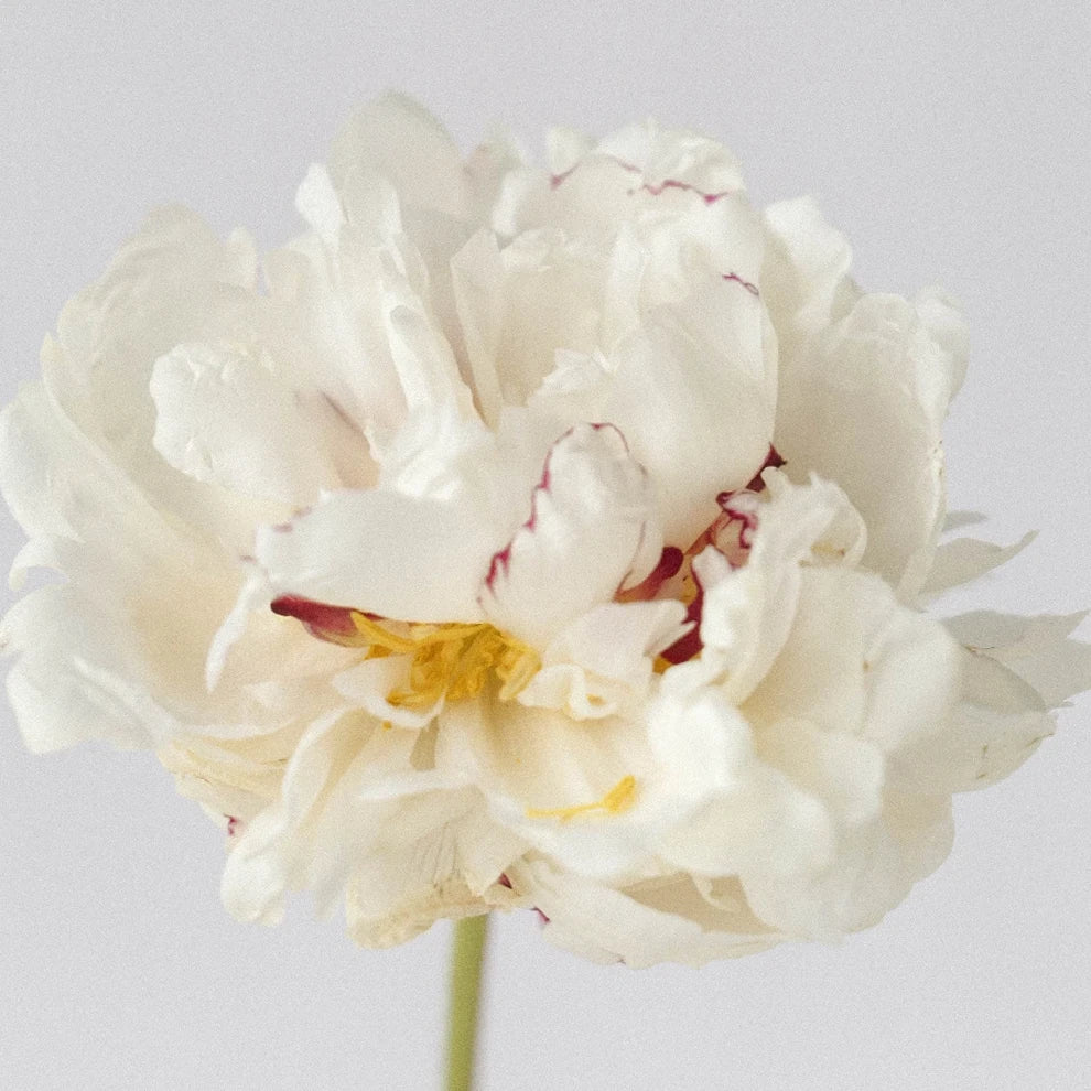 Festiva Maxima Peonies - alternative 1