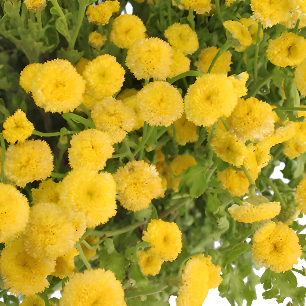 Daisy Feverfew - Yellow - main