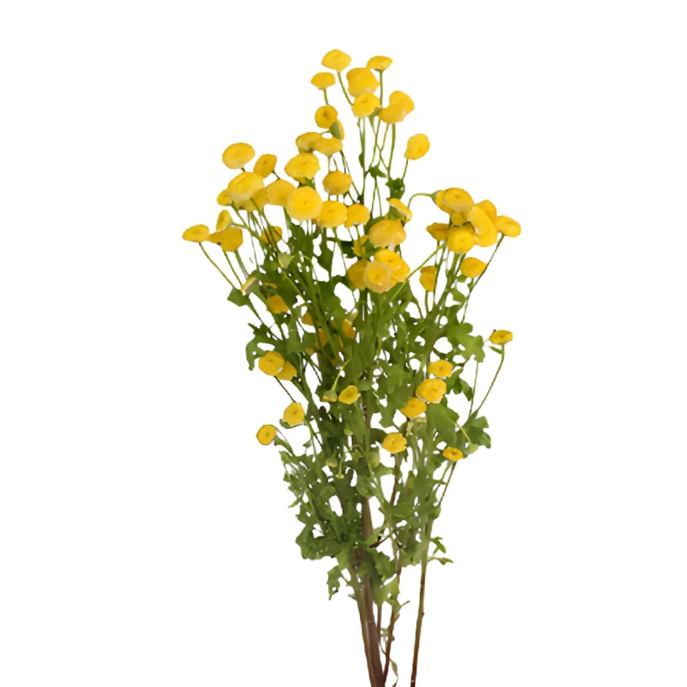 Daisy Feverfew - Yellow - alternative 1