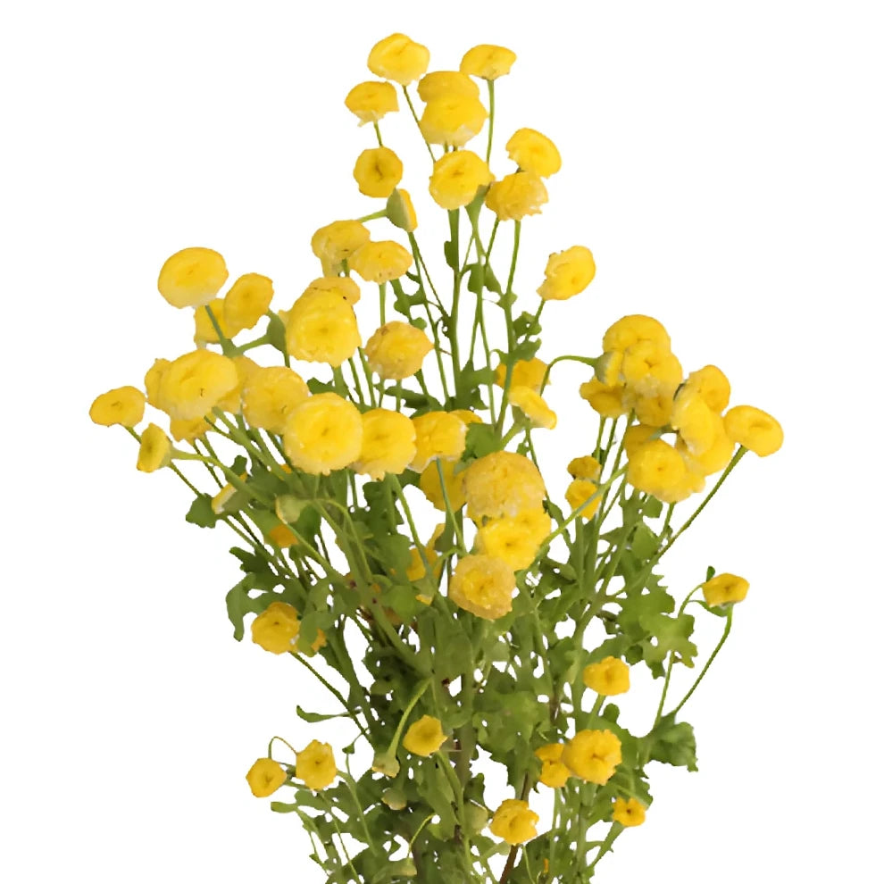Daisy Feverfew - Yellow - alternative 2