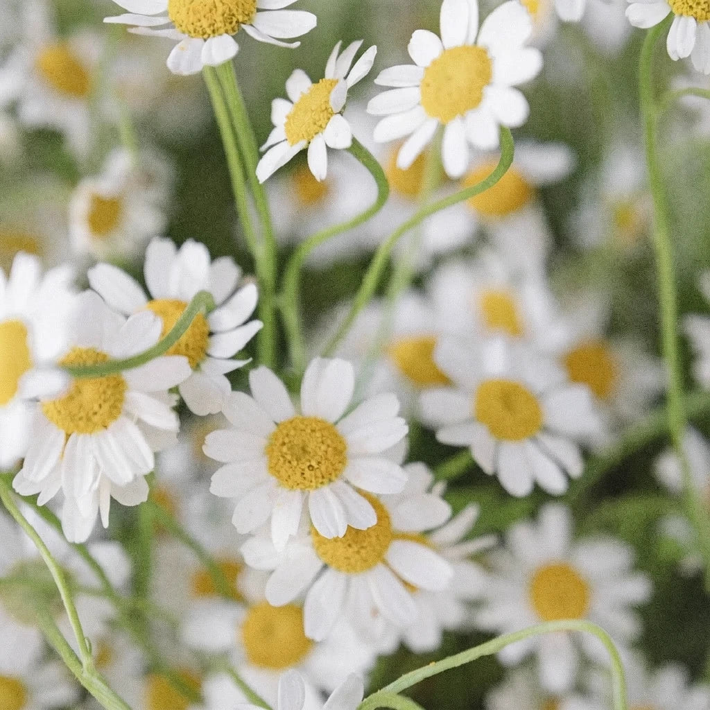 Daisy Feverfew - White - main