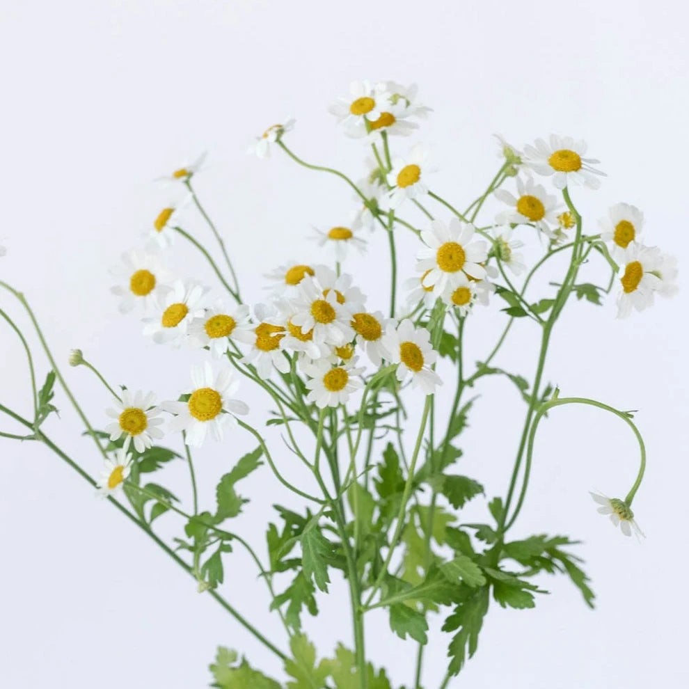 Daisy Feverfew - White - alternative 2
