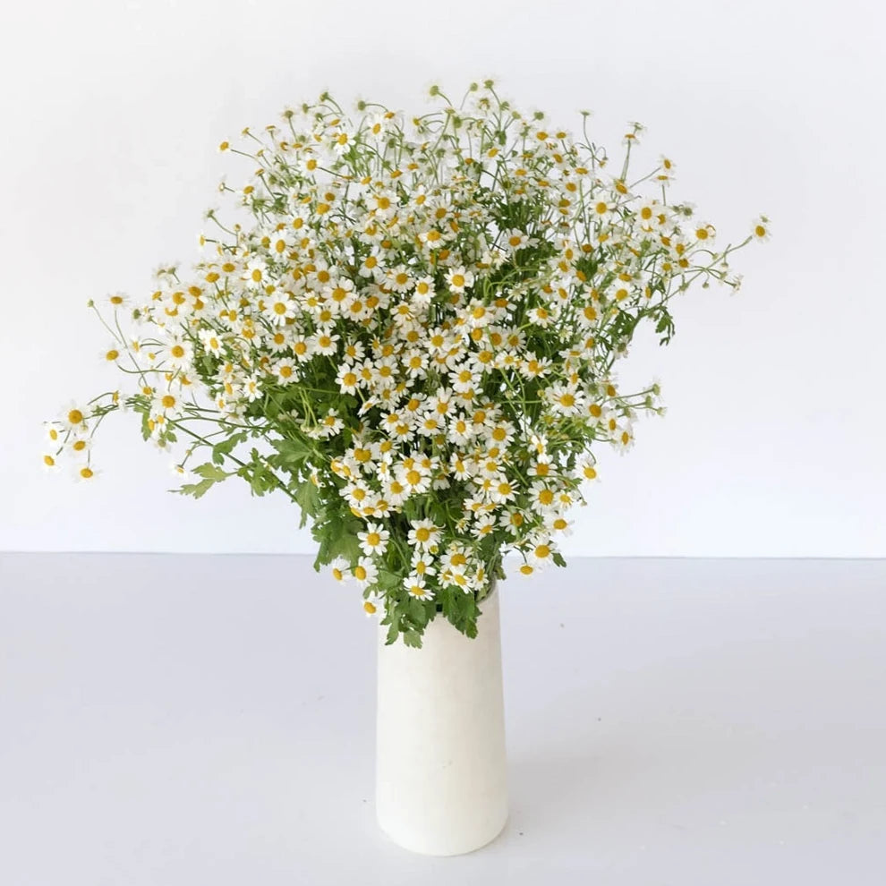Daisy Feverfew - White - alternative 1
