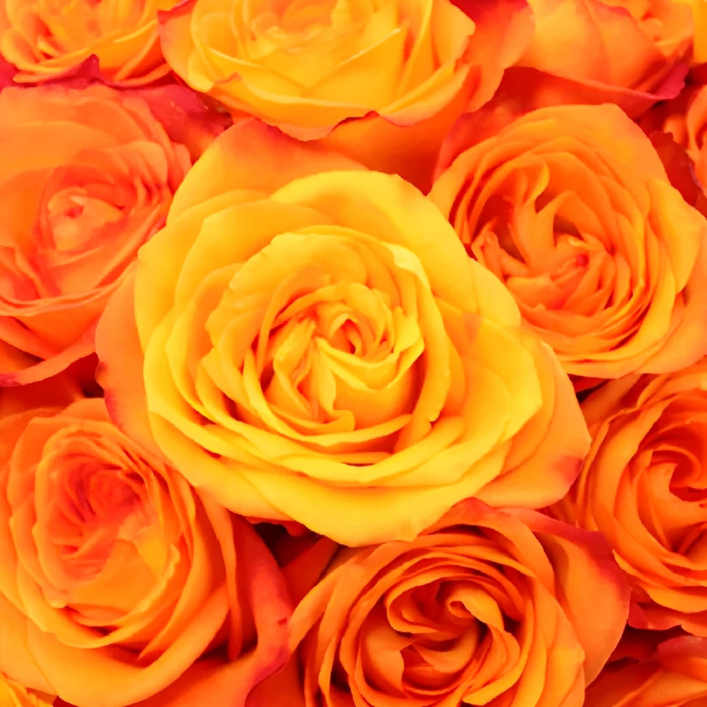 Fiction Roses Standard - alternative 3
