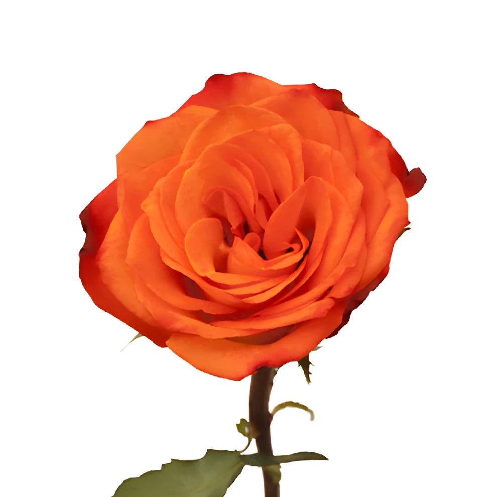 Fiction Roses Garden - alternative 1