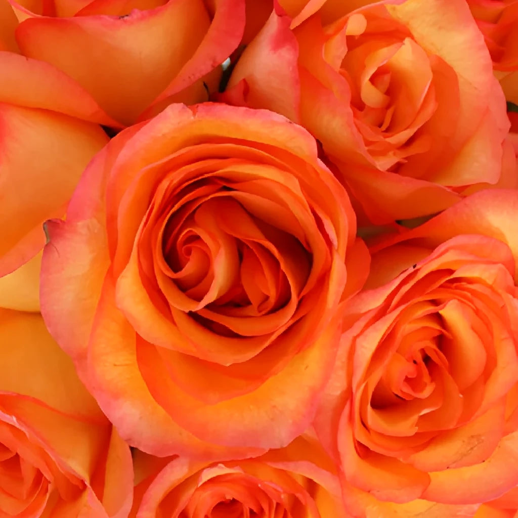 Encanto Roses Standard - alternative 2