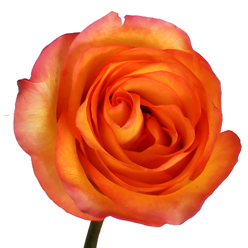 Encanto Roses Standard - alternative 1