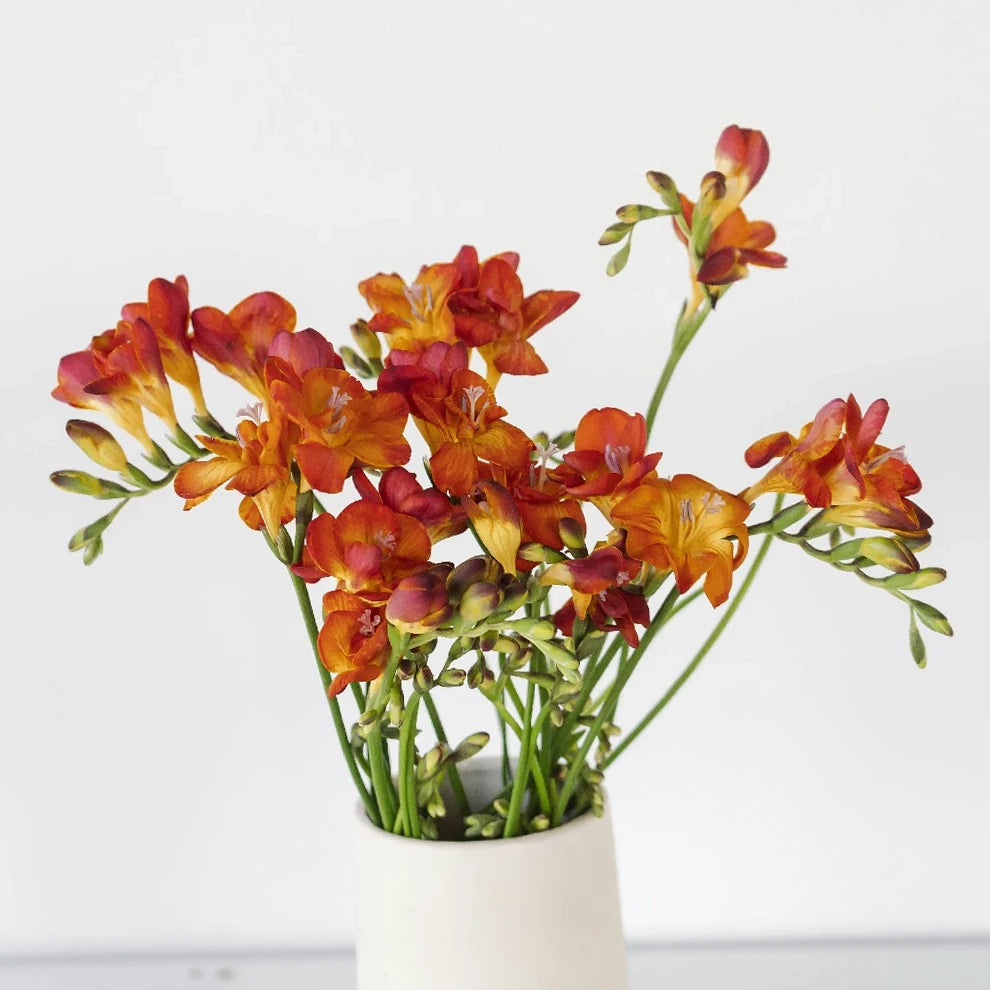 Red Freesia - main
