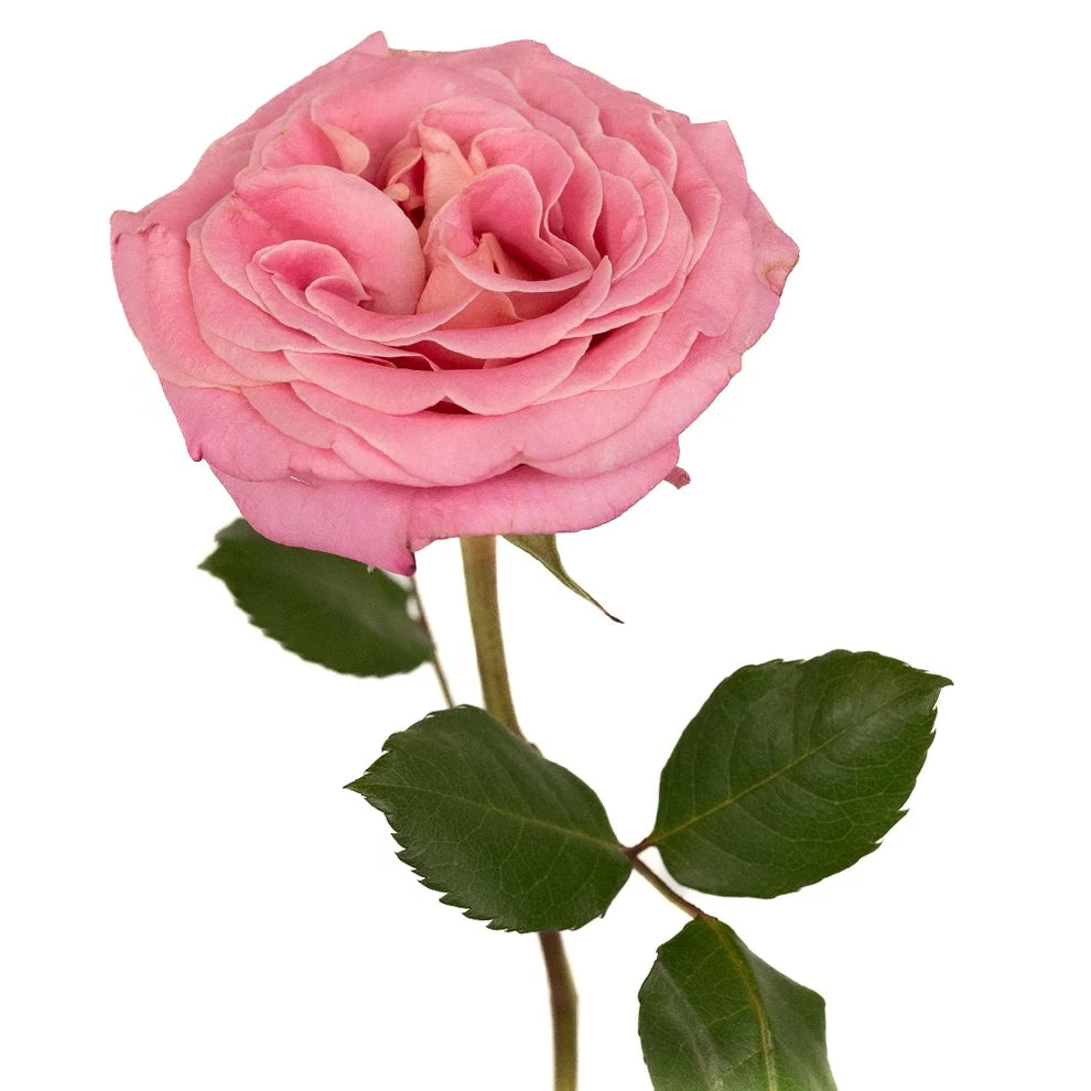 Ashley Roses Garden - main