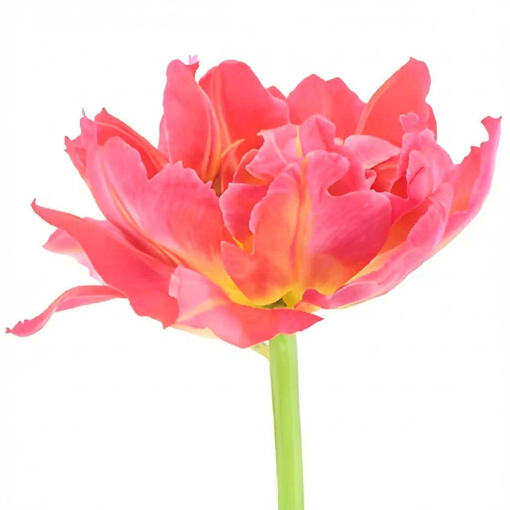 Flashpoint Lilies Oriental - alternative 3