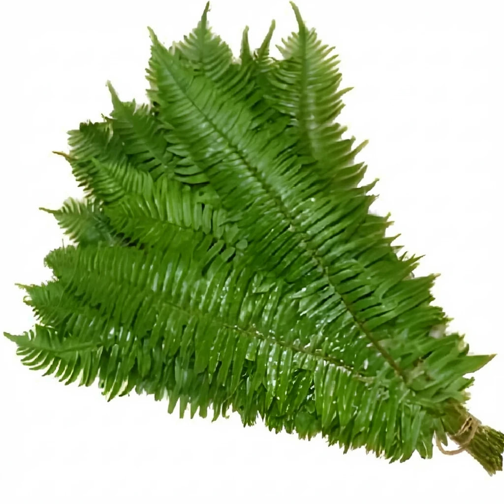 Flat Fern Greenery - main