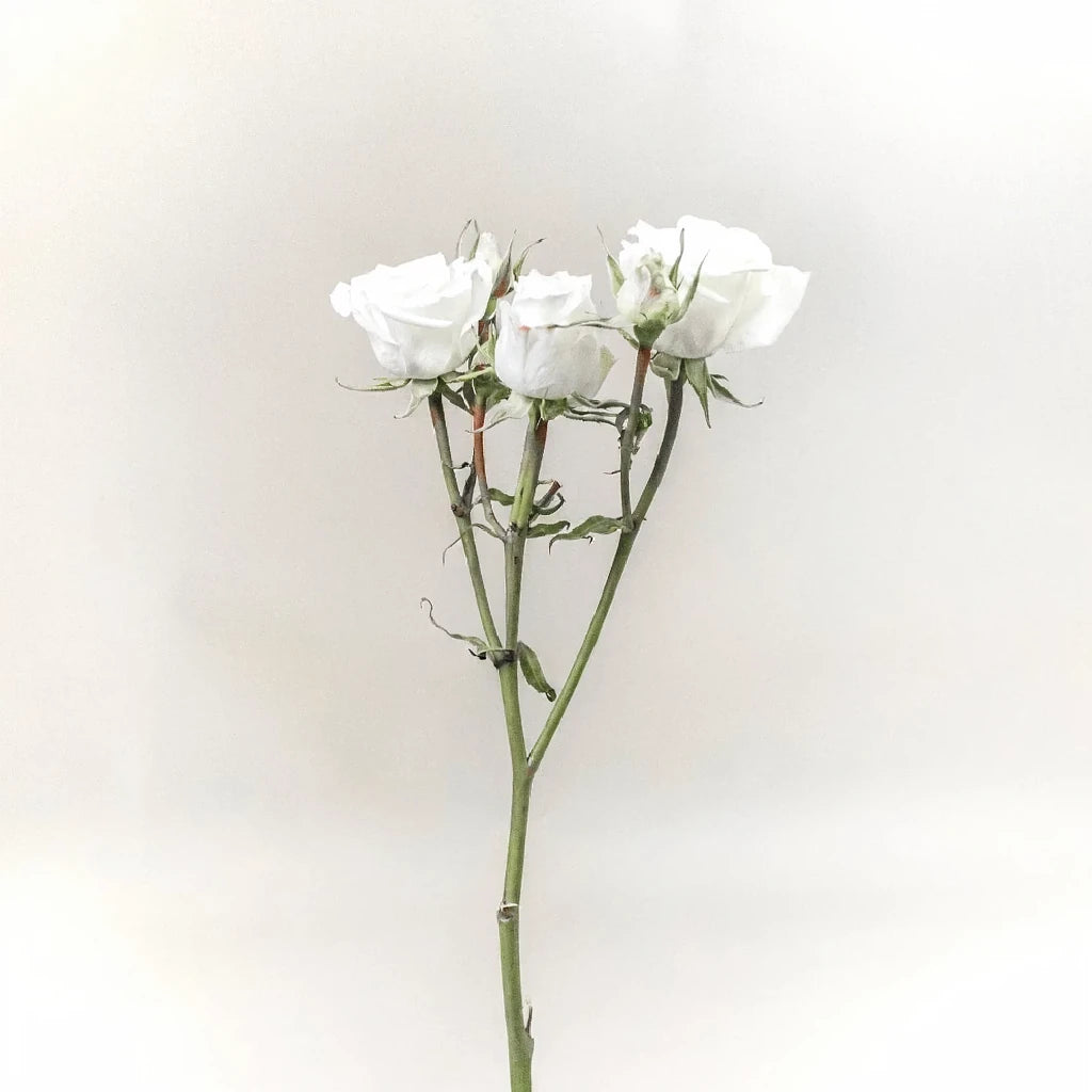 Floreana Roses Spray - alternative 3