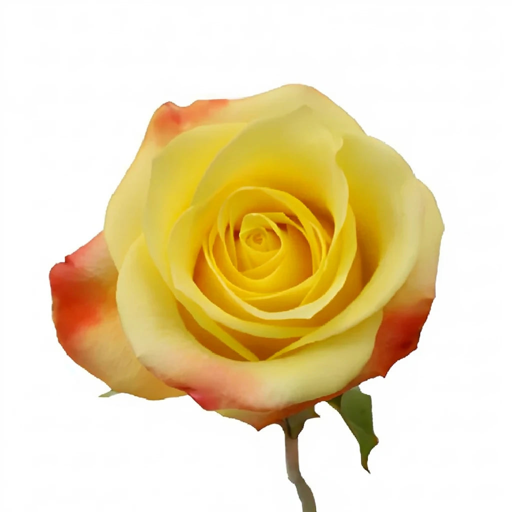 Florida Roses Standard - alternative 2
