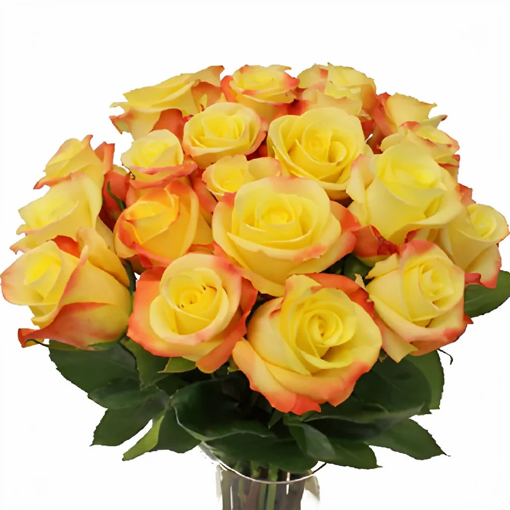 Florida Roses Standard - alternative 3