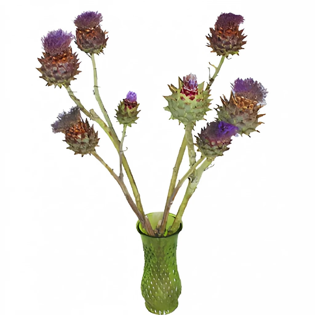 Flowering Artichokes - main