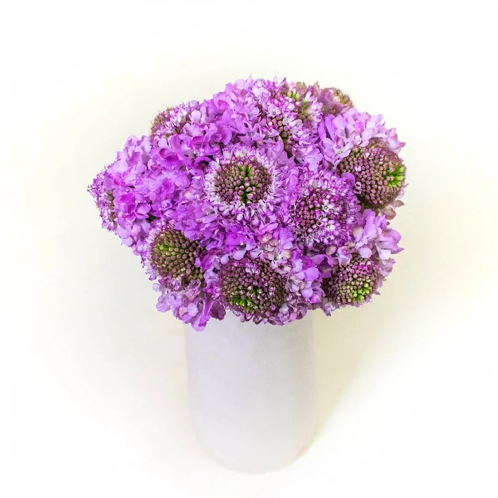 Purple Scabiosa - alternative 2