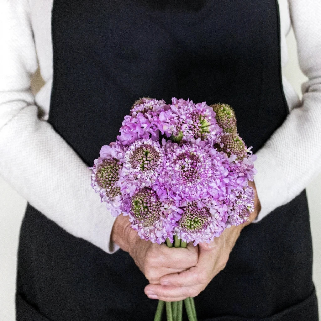 Purple Scabiosa - main