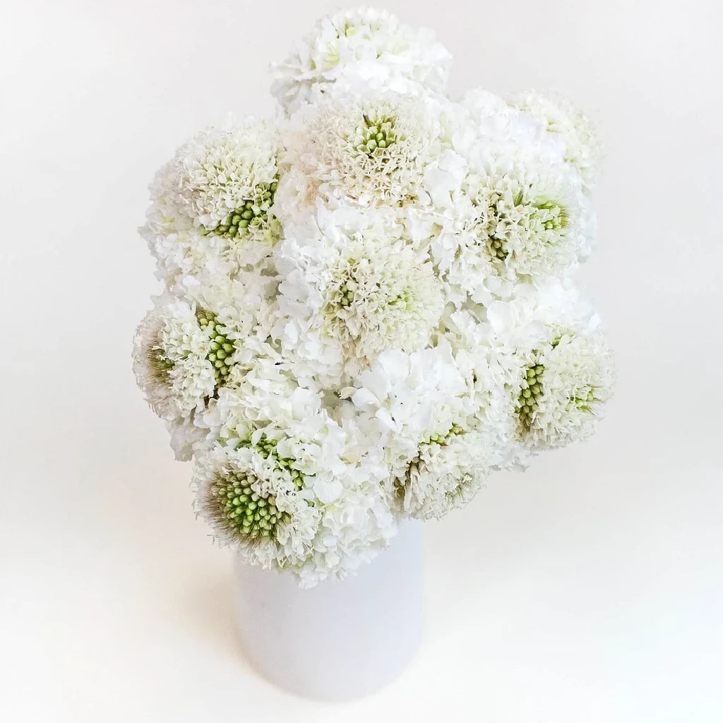 White Scabiosa - alternative 3