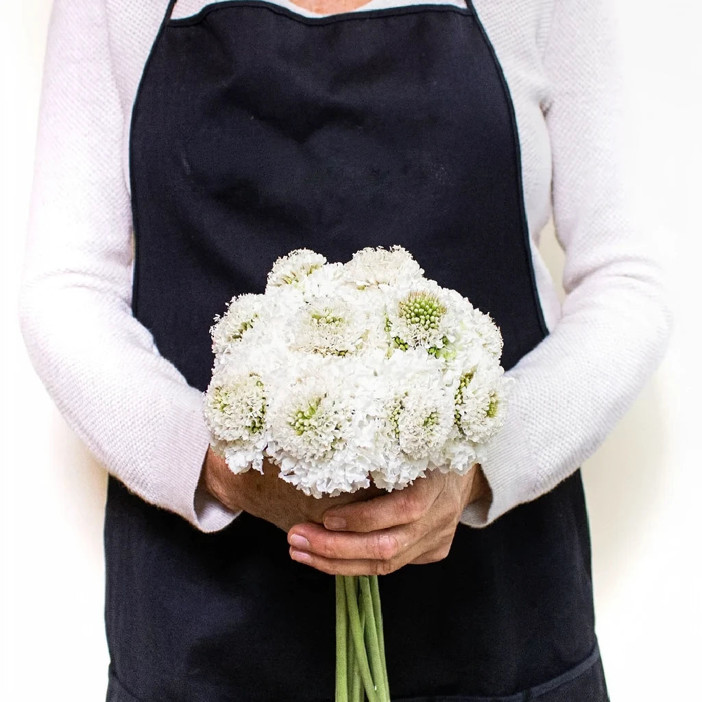 White Scabiosa - alternative 2