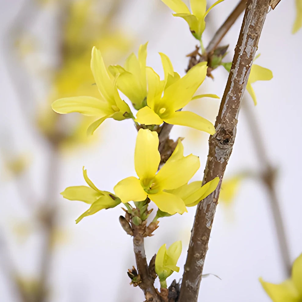 Forsythia Branches - alternative 1