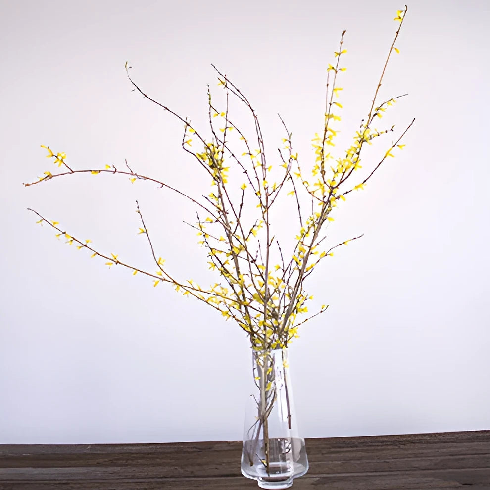 Forsythia Branches - alternative 2